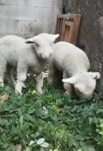 sepasang anakan cempe domba merino 4 bulanan lepas sapih istimewa unik