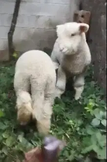 sepasang anakan cempe domba merino 4 bulanan lepas sapih istimewa unik