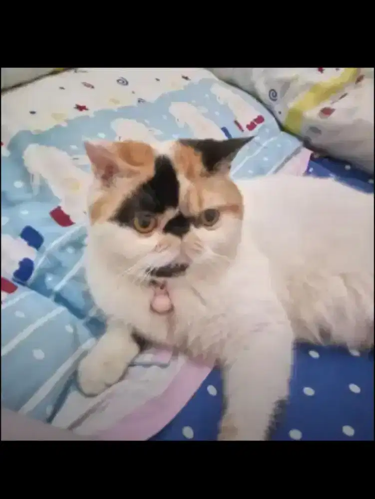 Kucing peaknose