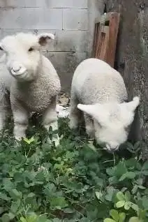 sepasang anakan cempe domba merino 4 bulanan istimewa superan exotik
