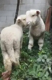 sepasang anakan cempe domba merino 4 bulanan istimewa superan exotik
