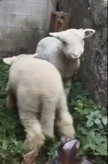 sepasang cempe bibit domba merino superan 4 bulan istimewa exotik unik