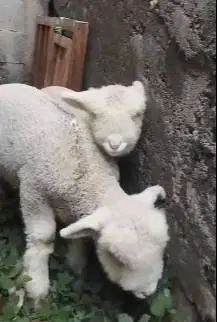 sepasang cempe bibit domba merino superan 4 bulan istimewa exotik unik