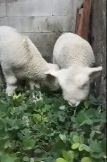 sepasang cempe bibit domba merino superan 4 bulan istimewa exotik unik