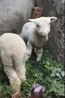 sepasang anakan cempe domba merino superan 4 bln istimewa exotik lucu