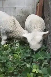 sepasang anakan cempe domba merino superan 4 bln istimewa exotik lucu