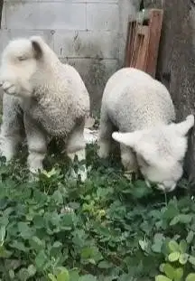 sepasang anakan cempe domba merino superan 4 bln istimewa exotik lucu