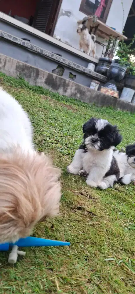 Puppy shitzu betina