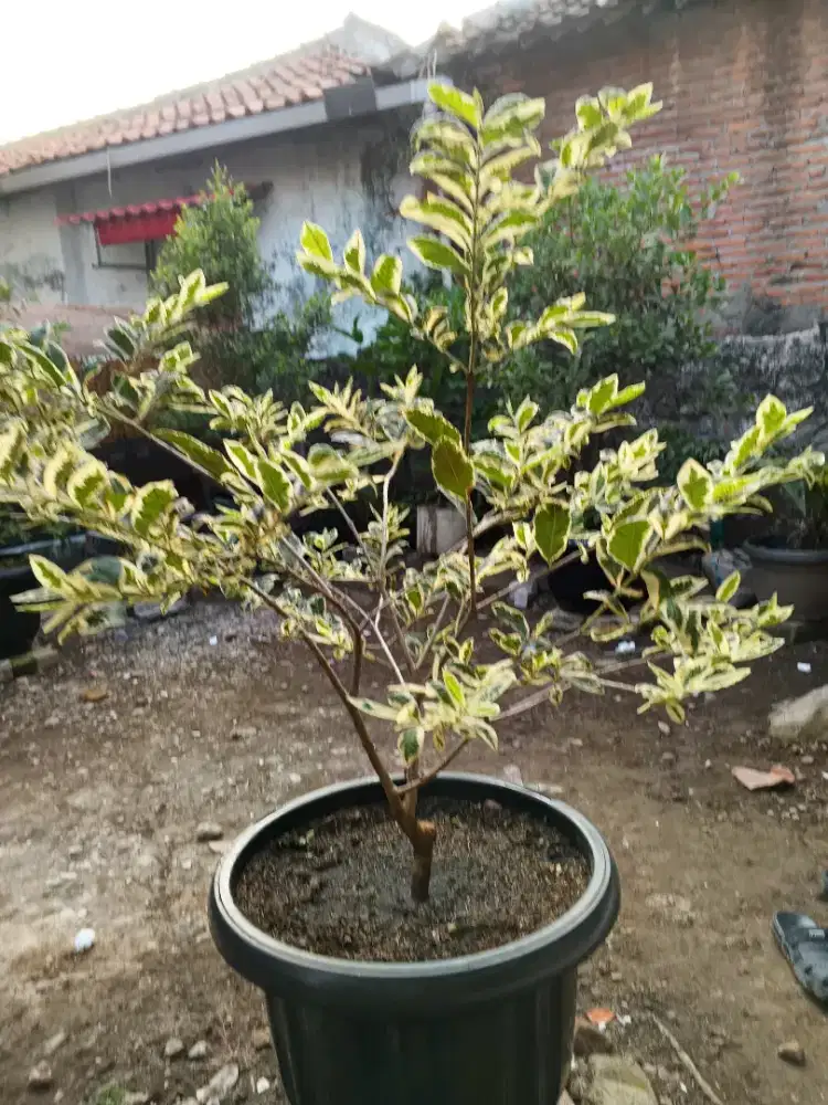 Jambu Biji Varigata