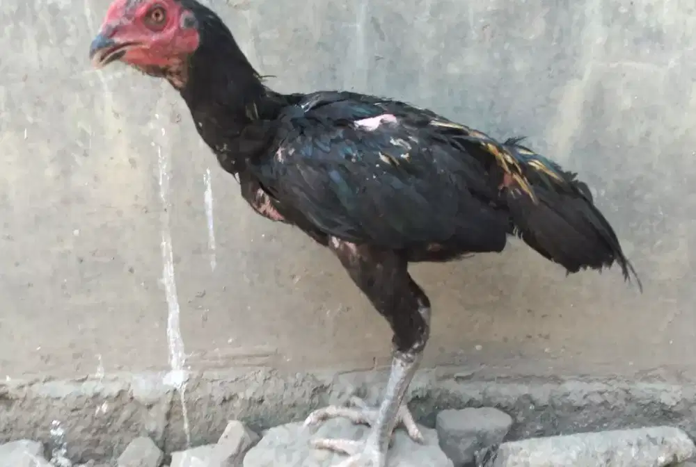 Jual ank ayam pakhoy super barang