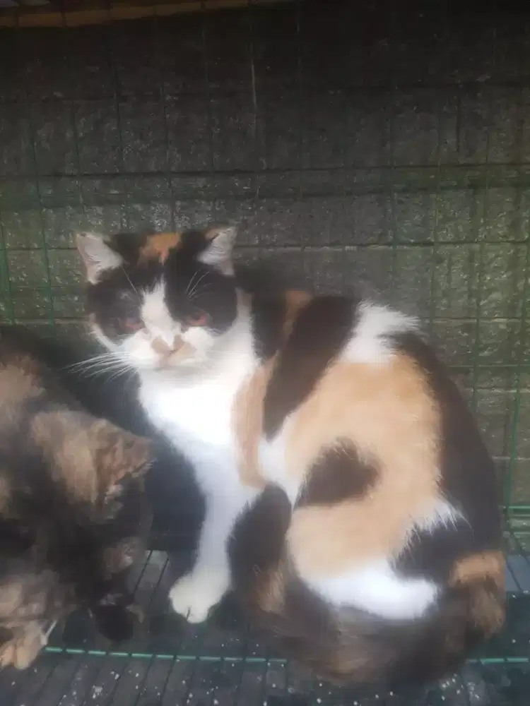 Kucing bsh betina calico dan tortie