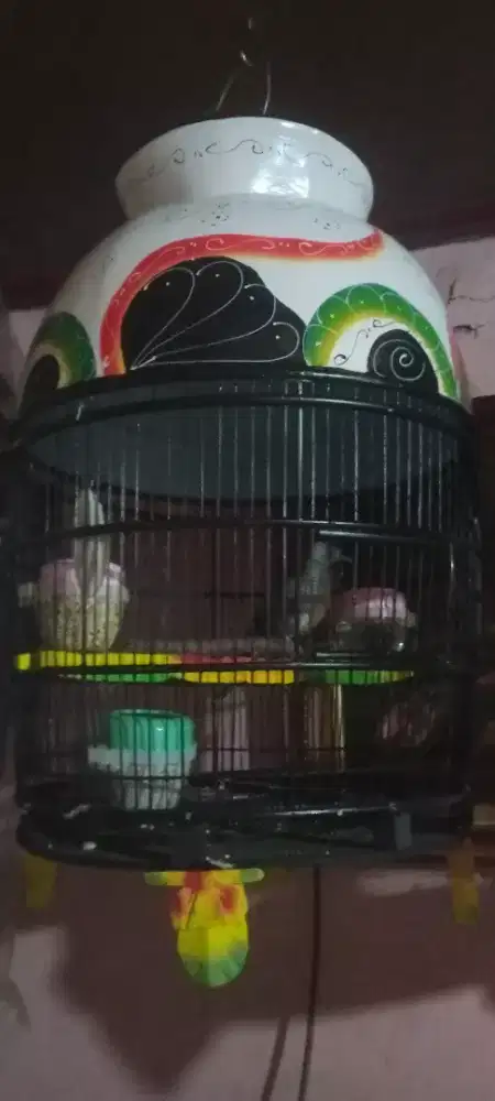 jual cepat burung perkutut lokal jantan dh bunyi fullset