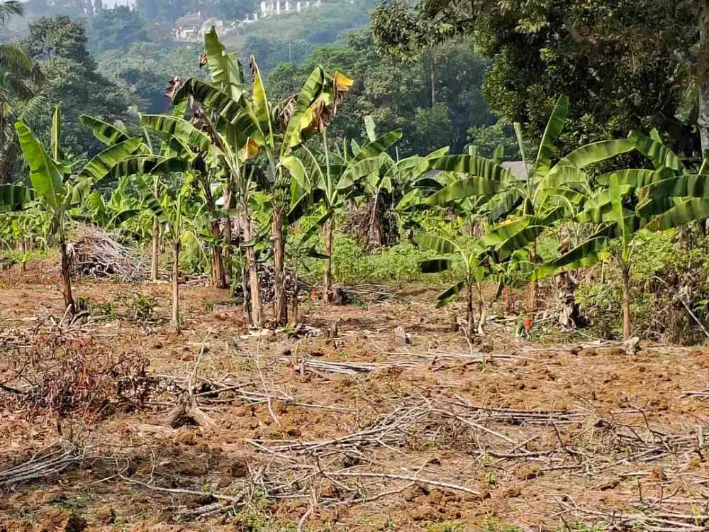 Di jual tanah darat dekat sumnarecon bogor.sangat cocok untuk Rumah tinggal dan investasi masa depan.1 km ke klaster maple Risiden claster