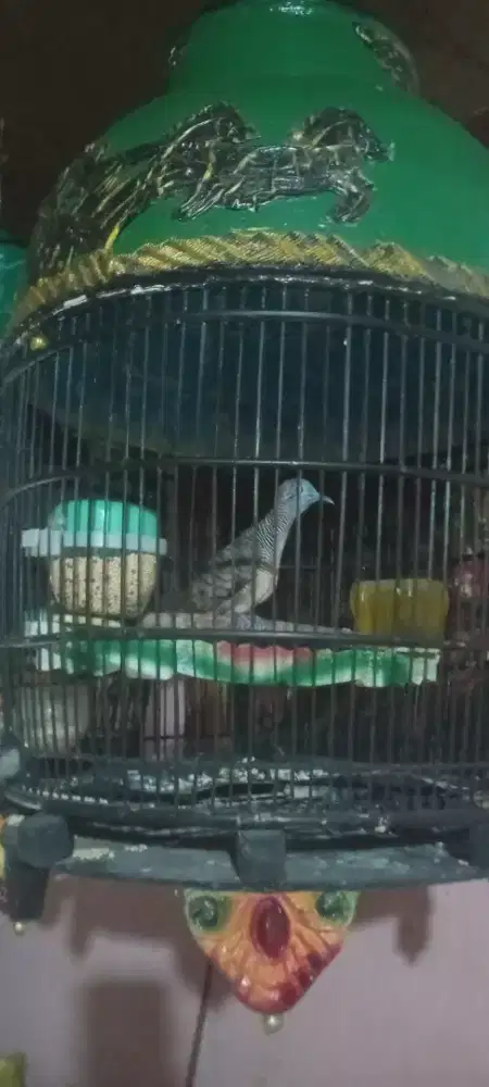 Jual cepat burung oerkutut lokal jantan fullset