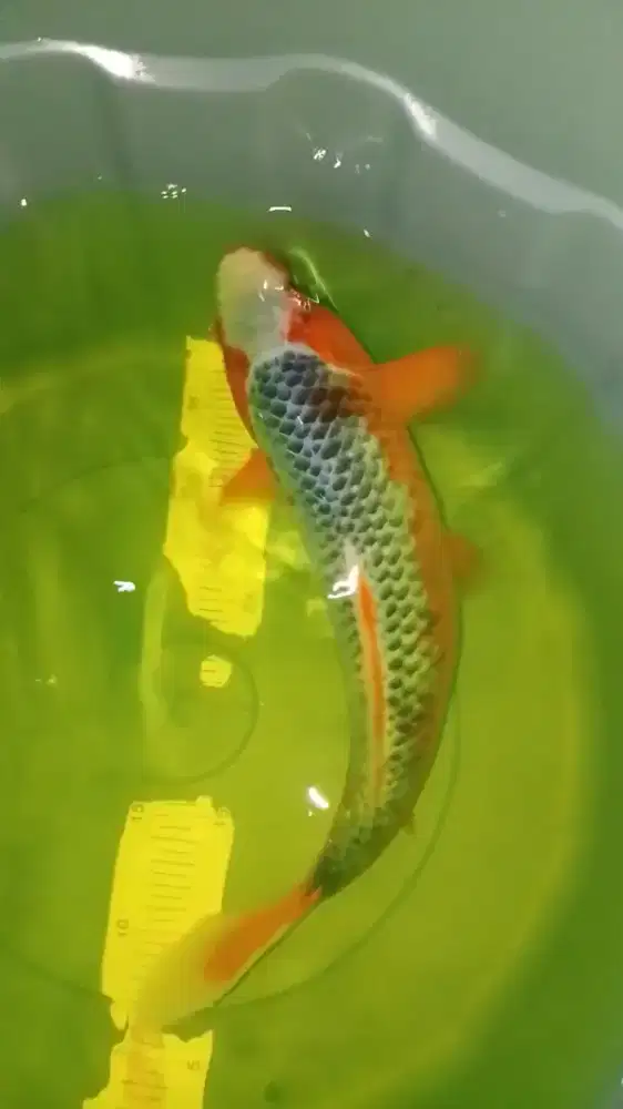 Ikan koi jenis Asagi size 38cm bagus