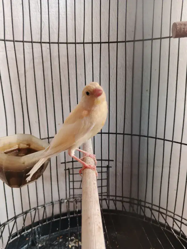 Burung faud kenari