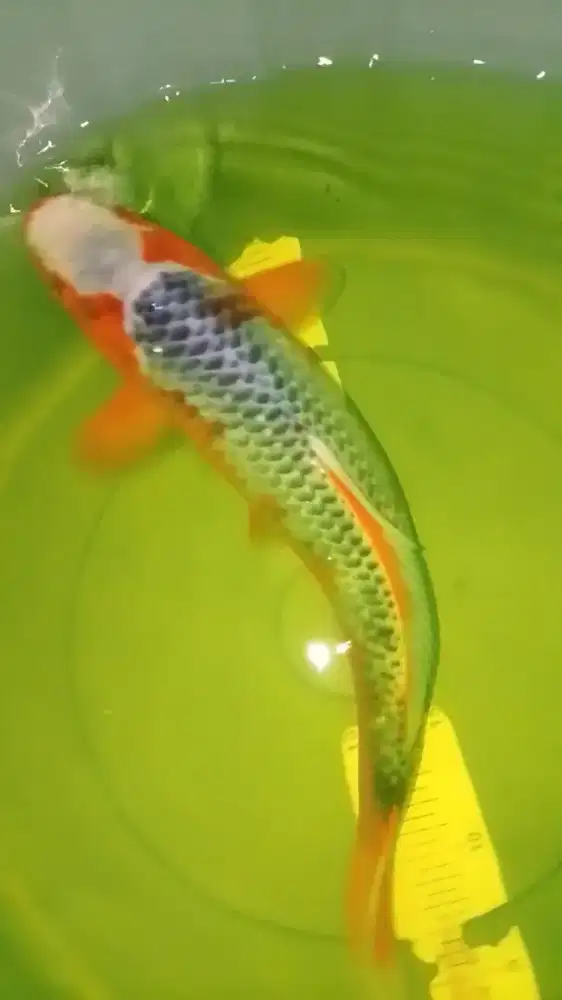 Ikan koi jenis Asagi ukuran 38cm bagus warna strong