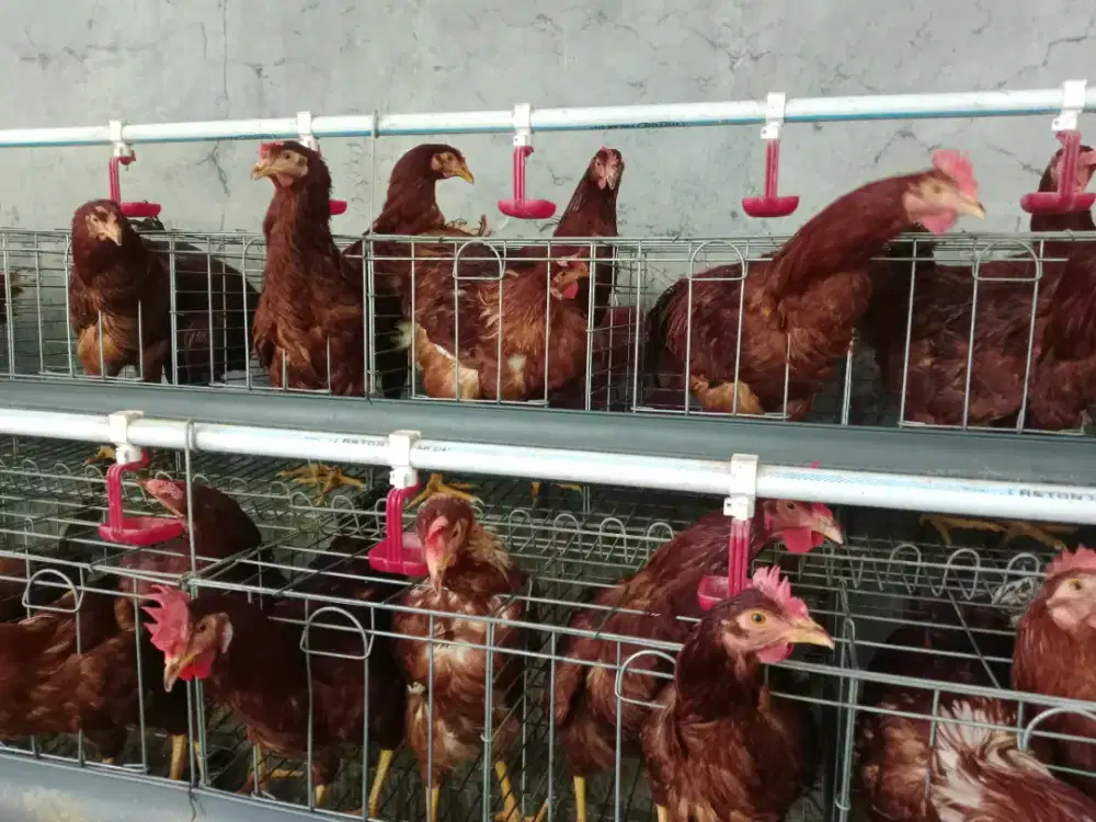 Jual cepat Ayam Petelur