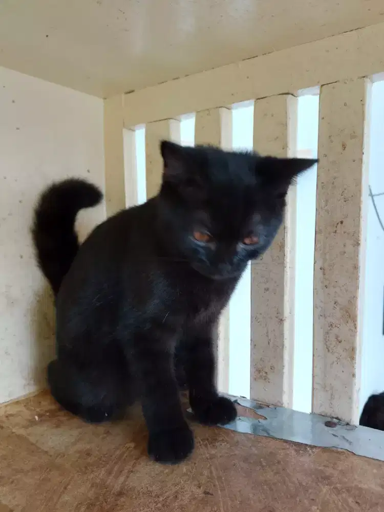 Bsh pure usia 1tahun  2 bulan. Hitam jantan,  Abu betina