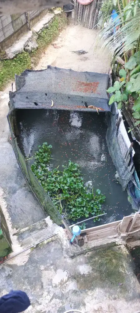Bibit ikan nila Bangkok merah