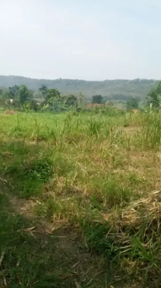 Di jual murah lahan datar 3 Hektar pinggir jalan kabupaten