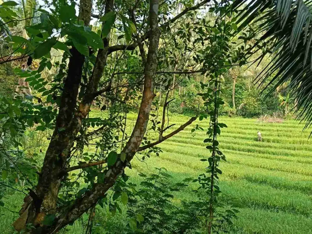 jual tanah jebun pinggir jalan hotmik view sawah cantik fi tabanan bali.