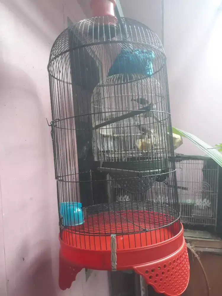 baru kandang besi lovebird dm 33