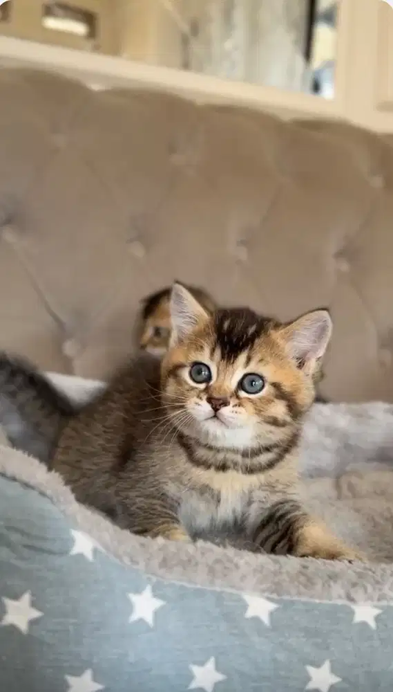 Kitten BSH golden