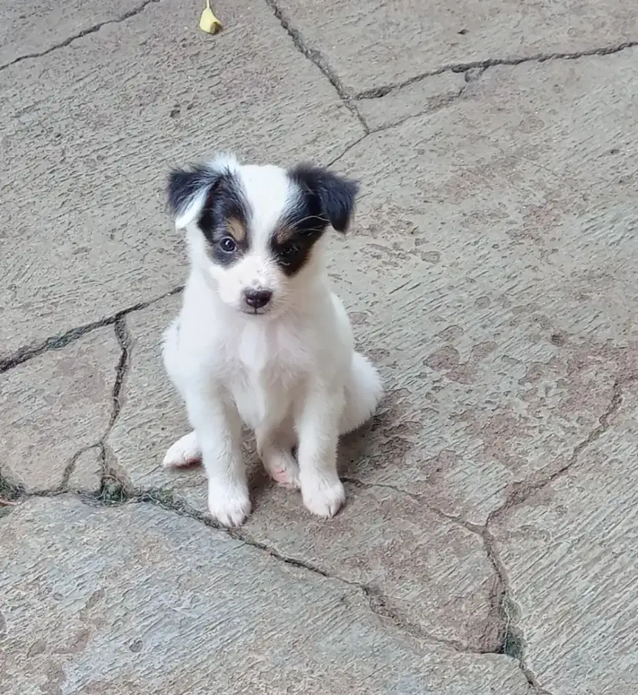 Anak Anjing Cakep bangets