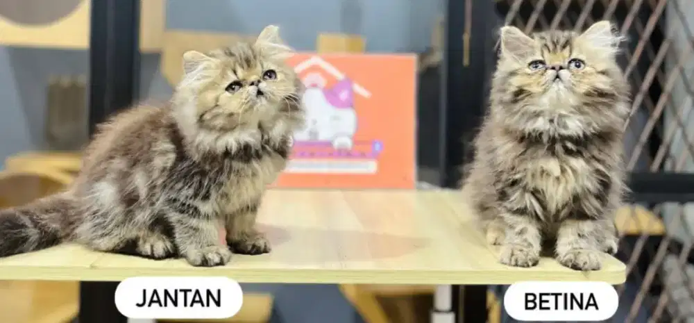 Kucing kitten peaknose betina dan jantan luccu gemoy