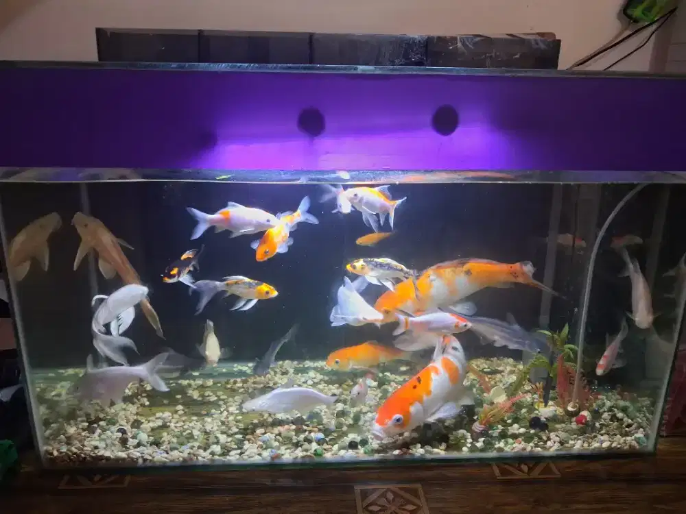 DIJUAL IKAN KOI