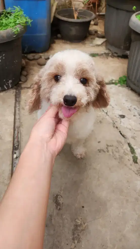 POODLE JANTAN PARTY COLOUR LUCU WHITE FAWN