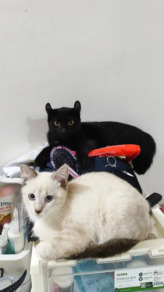 Open Adopt Kucing mix American Curl dan mix Himalaya
