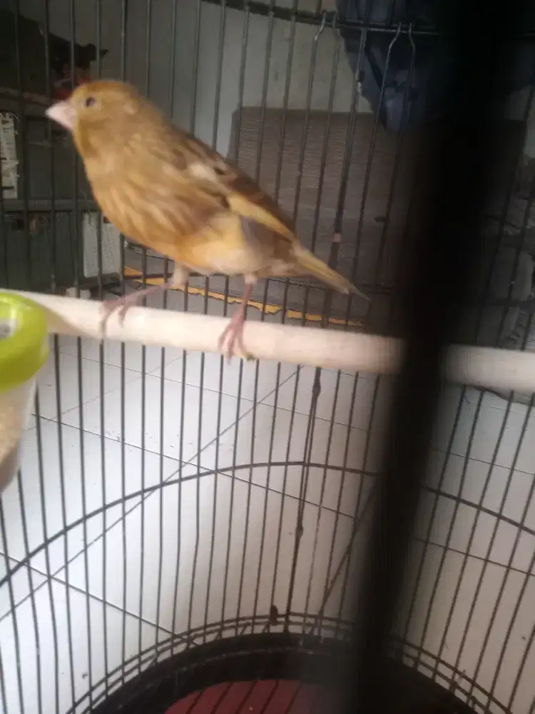 Burung kenari paud