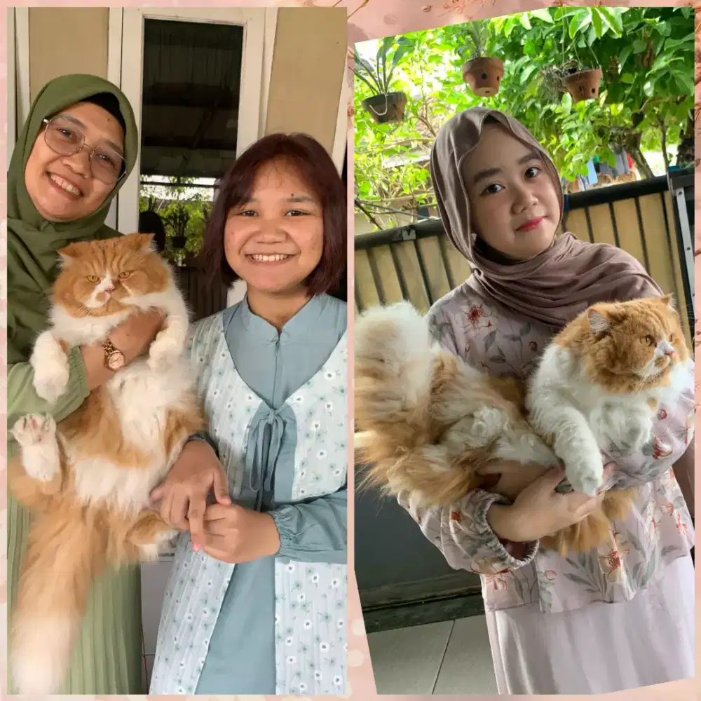 Kucing persia n peaknose
