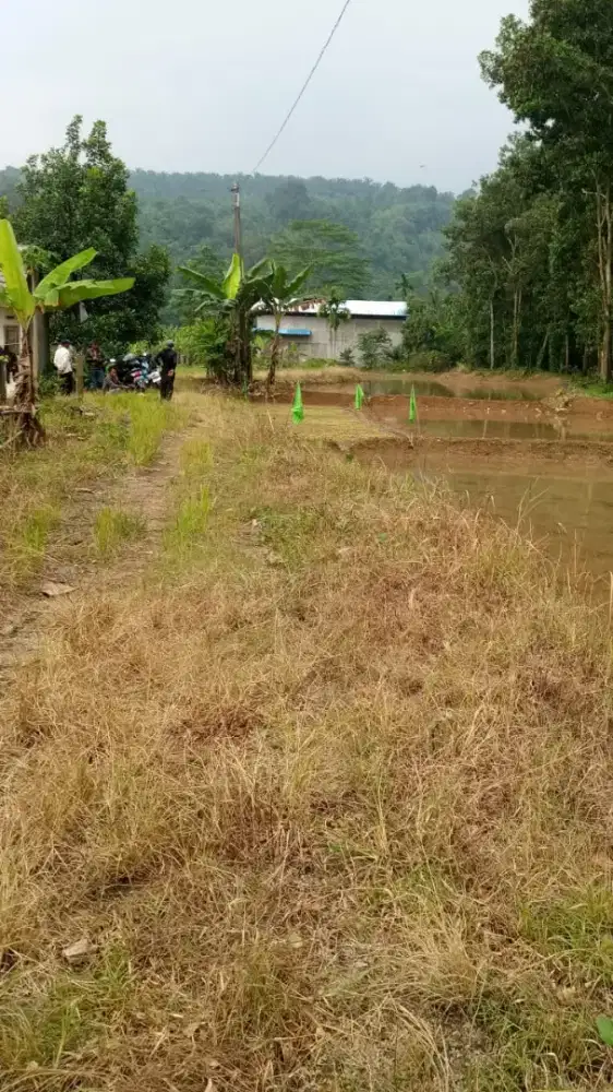 Lahan strategis pinggir jalan raya provinsi 1.6hektar