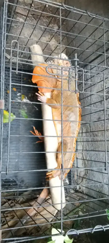 Mau dijual sudah bosen