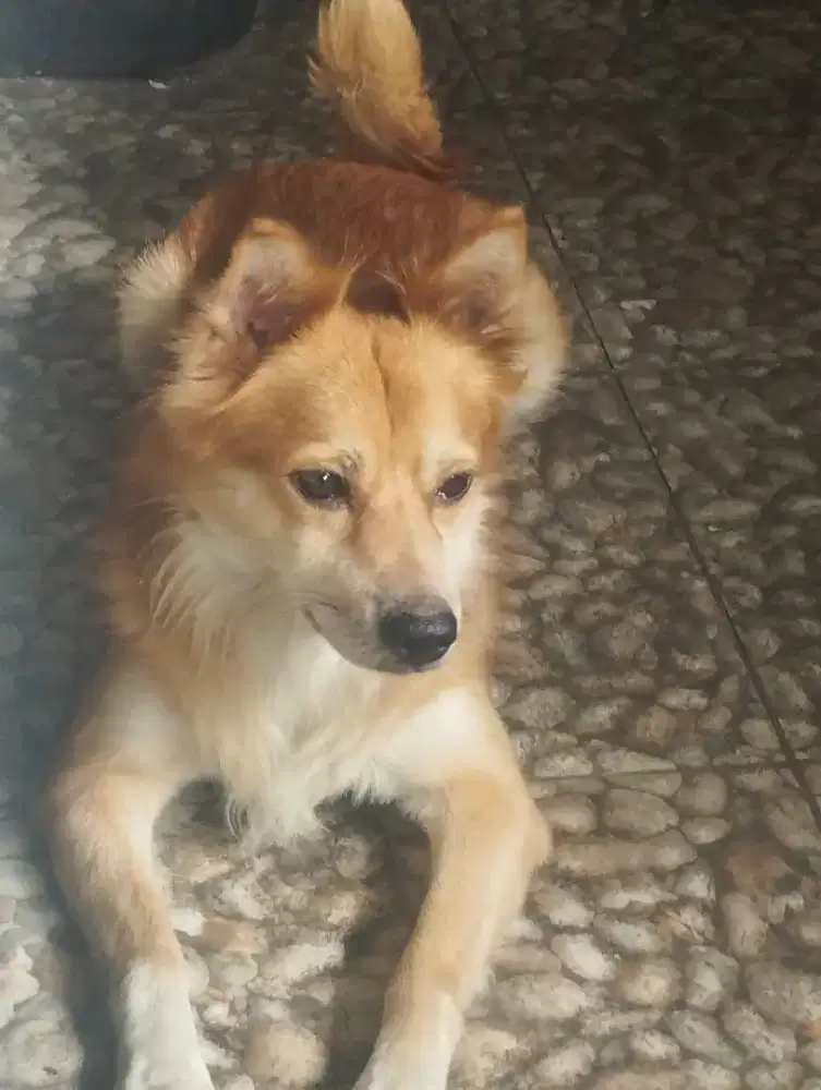 Over Adopt Anjing Golden