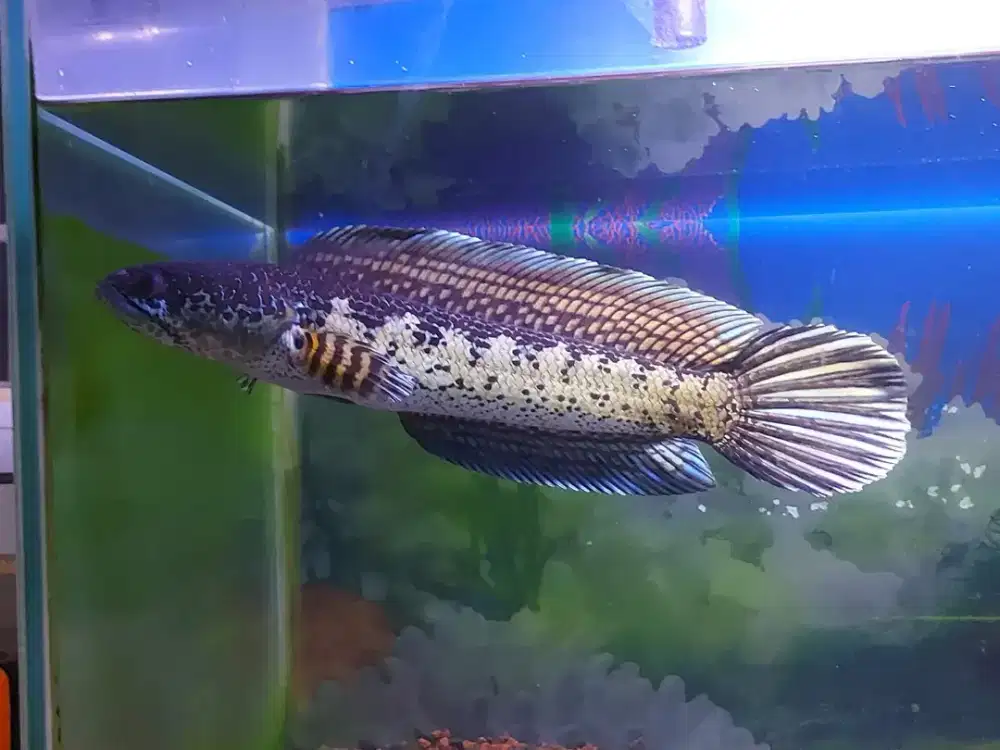 Channa auranti cantik