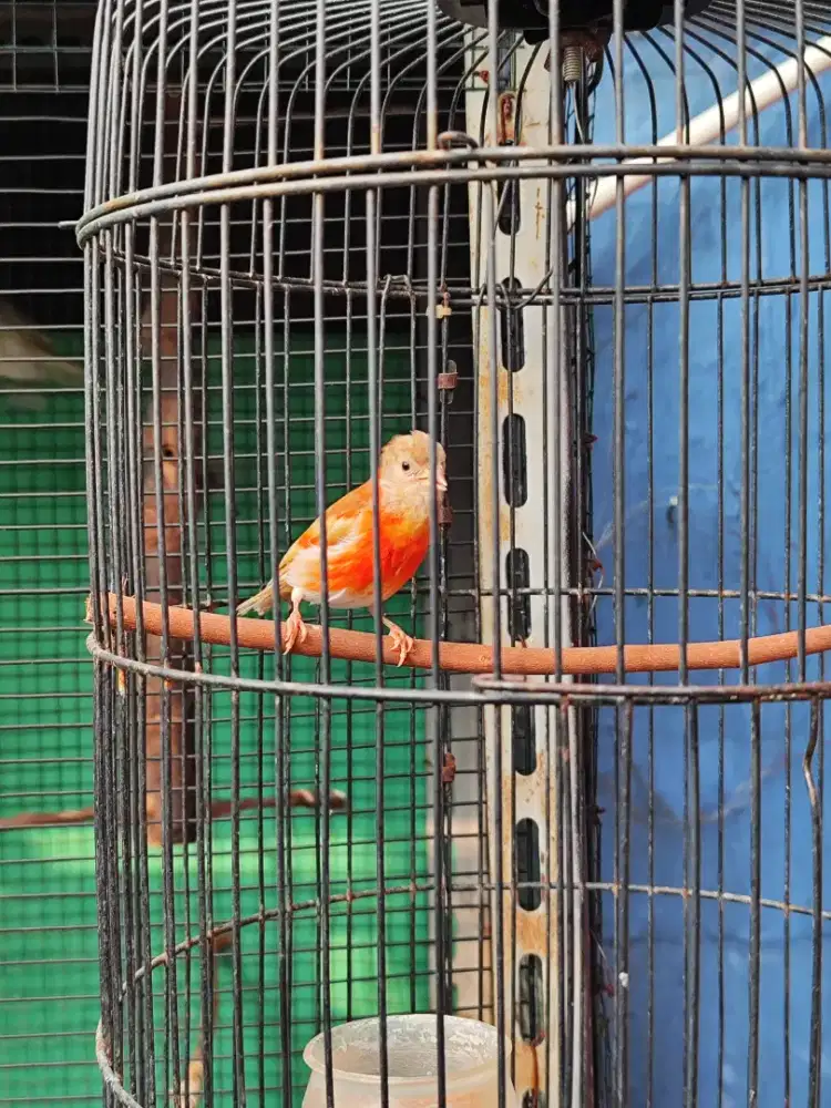 Red siskin paud siapan  indukan