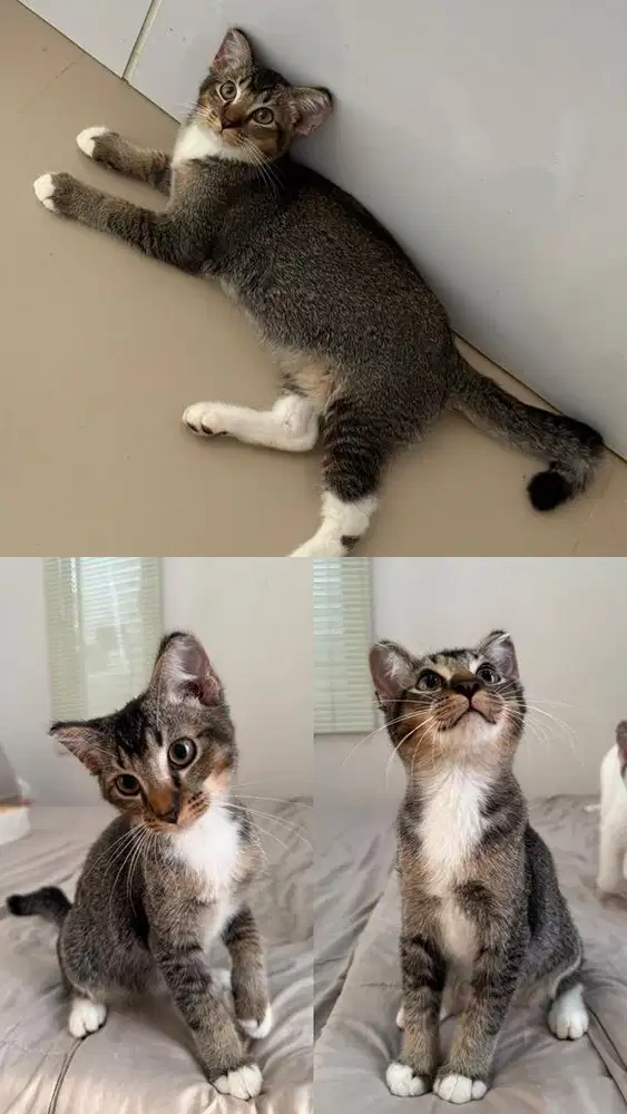 Kitten Jantan 2,5 bulan
