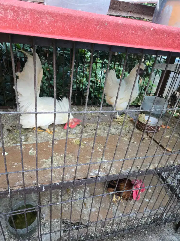Jual ayam silkie dan ayam kate 1 pasang