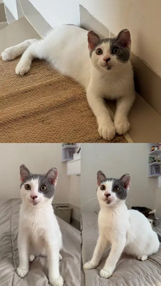 Kitten 2,5bulan