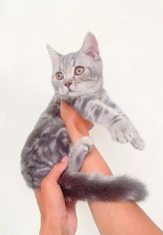 Kucing kitten British silver marble classic
