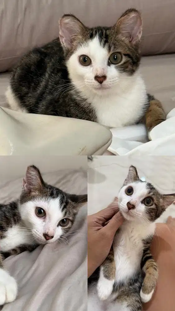 KITTEN 3bulan Jantan