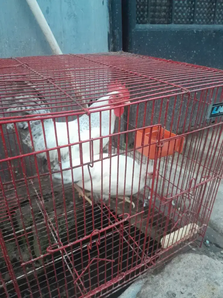 Ayam kate sepasang