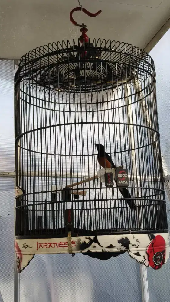 Burung murai gacor