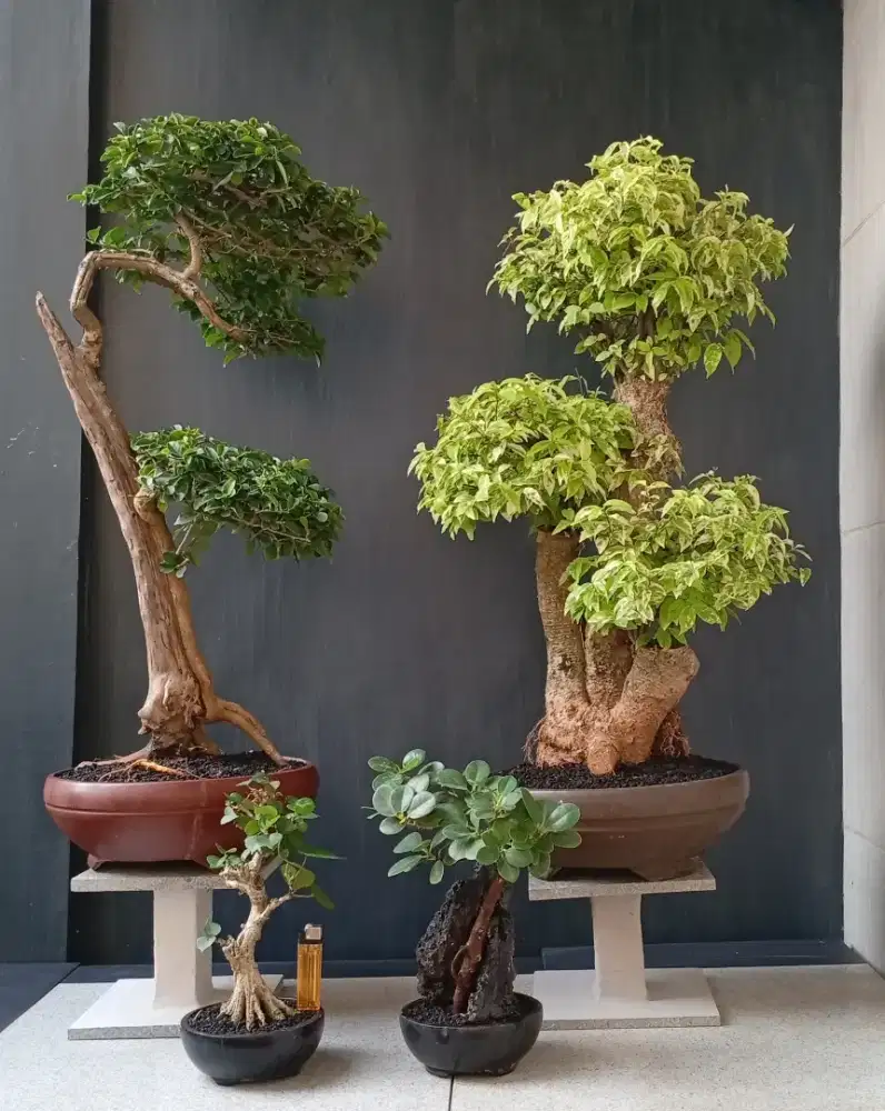 Borong murah bonsai 4 pohon