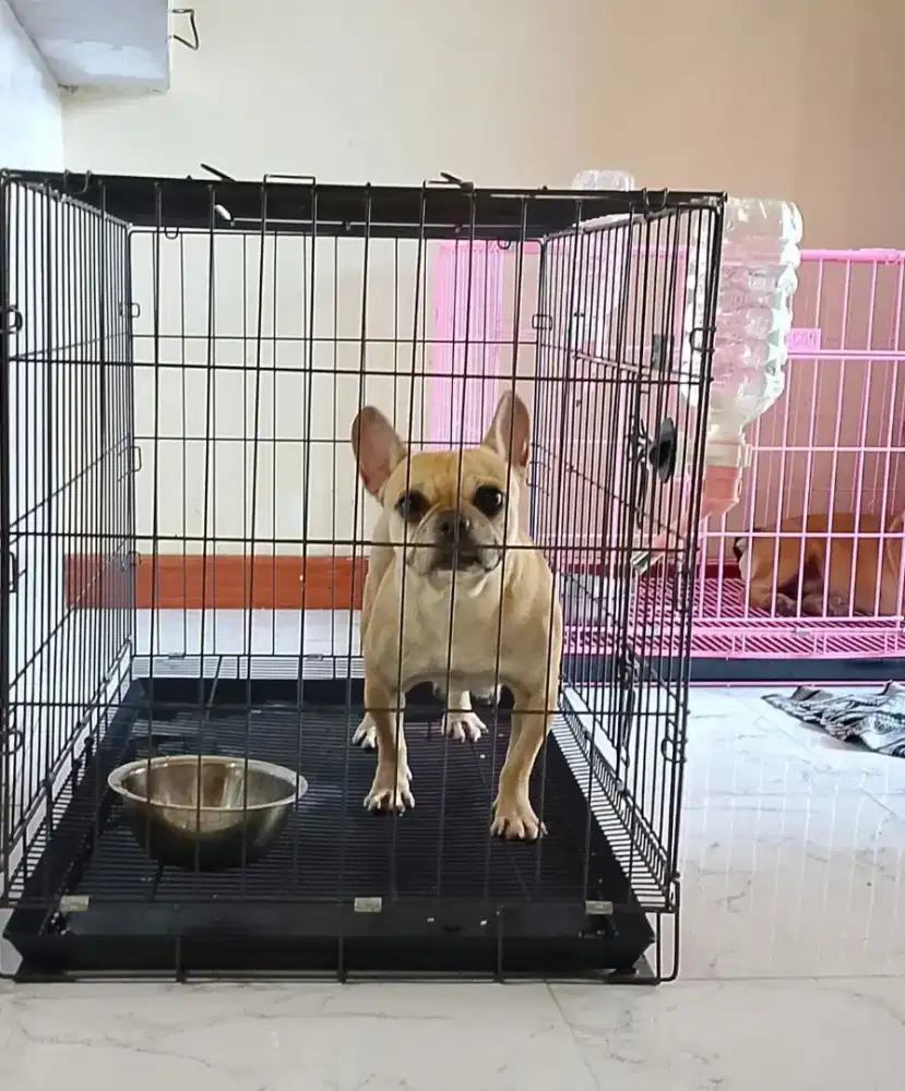 French bulldog /frenchie BETINA URAJIRO