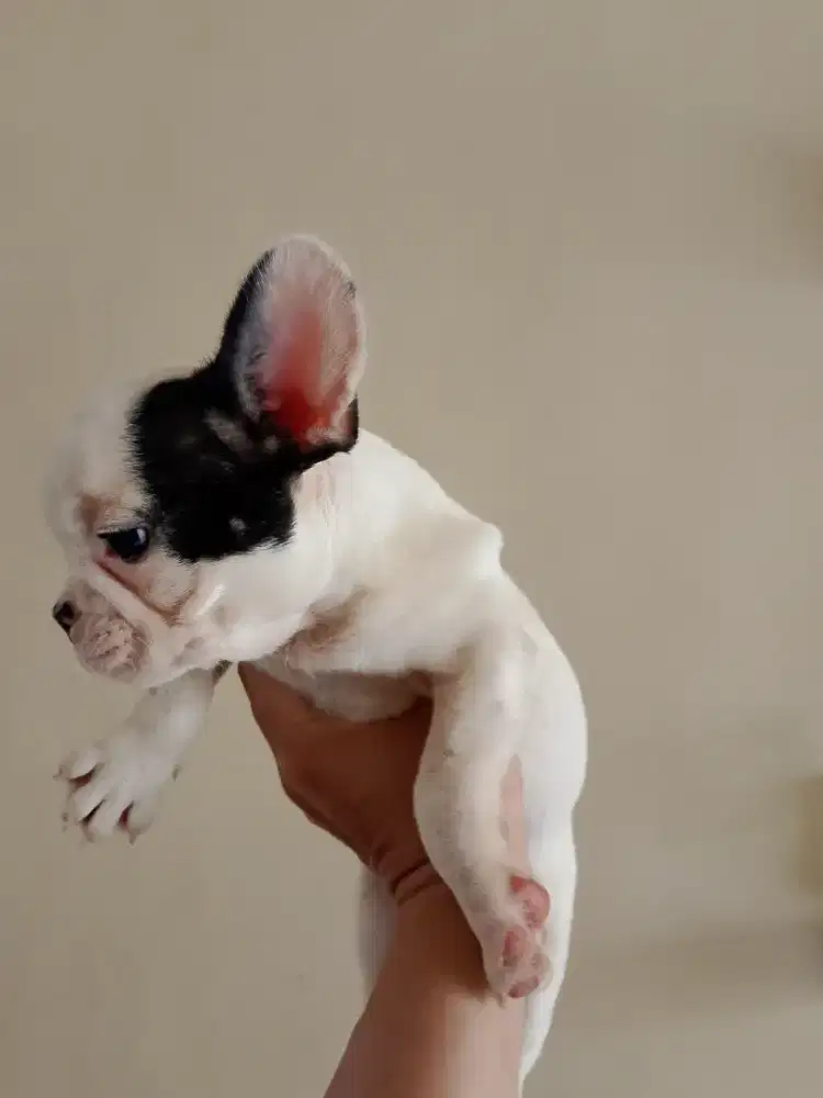 French bulldog/ frenchie BETINA STB